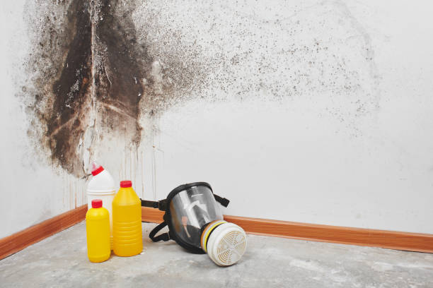 Reliable Cedar Hills, OR Mold Remediation Solutions