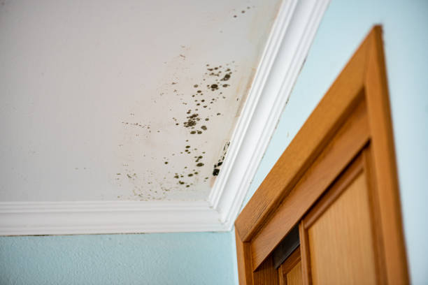 Best HVAC Mold Remediation in Cedar Hills, OR